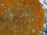 Xanthoria aureola image