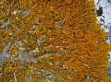 Xanthoria aureola image