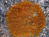Xanthoria aureola image