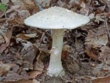 Amanita spissa image