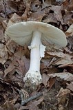 Amanita spissa image