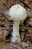 Amanita spissa image