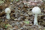 Amanita spissa image