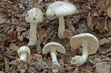 Amanita spissa image