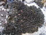 Lathagrium cristatum image