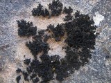 Lathagrium cristatum image