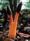 Phallus rubicundus image