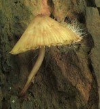 Spinellus fusiger image