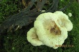 Entoloma abortivum image