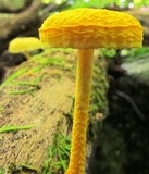 Cyptotrama chrysopepla image