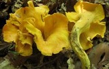 Cantharellus lateritius image