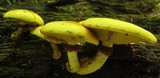 Gymnopilus luteus image