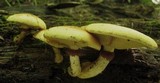 Gymnopilus luteus image