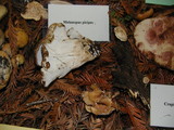 Polyporus durus image
