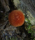 Marasmius sullivantii image