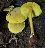Callistosporium luteo-olivaceum image