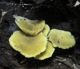 Callistosporium luteo-olivaceum image