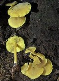 Callistosporium luteo-olivaceum image