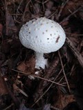 Amanita abrupta image