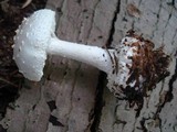 Amanita abrupta image