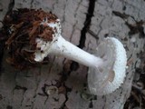 Amanita abrupta image