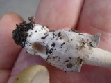 Amanita sinicoflava image