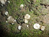 Pulvinula globifera image