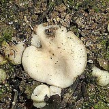 Pulvinula globifera image