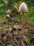Panaeolus alcis image