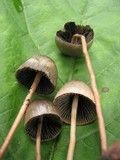 Panaeolus alcis image