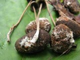 Panaeolus alcis image