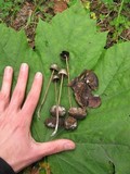 Panaeolus alcis image