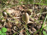 Panaeolus alcis image