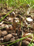 Panaeolus alcis image