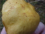 Suillus tomentosus image
