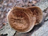 Coltricia montagnei image