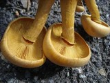 Gymnopilus luteus image