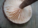 Lactarius lignyotus image