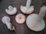 Lactarius torminosus image