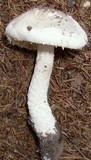 Amanita longipes image