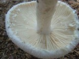 Amanita longipes image