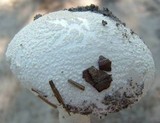 Amanita longipes image