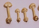 Amanita abrupta image