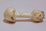 Amanita abrupta image