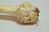 Amanita abrupta image