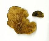 Tapinella panuoides image