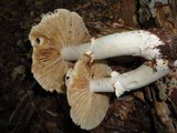 Cortinarius caperatus image