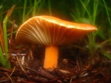 Lactarius hygrophoroides image