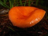 Lactarius hygrophoroides image