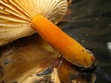 Lactarius hygrophoroides image